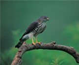 bird