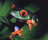 frog