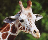 giraffe